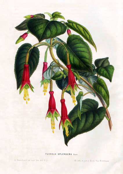 Fuchsia splendens 3.JPG