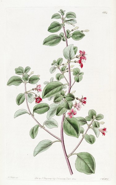 Fuchsia thymifolia.JPG