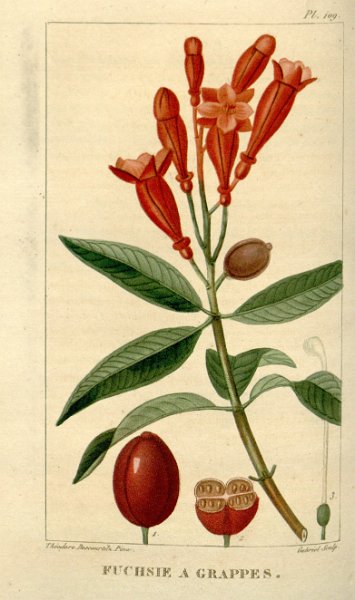 Fuchsia triphylla (drawing J.T. descourtilz).JPG