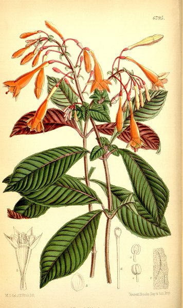 Fuchsia triphylla (drawing M. Smith).JPG