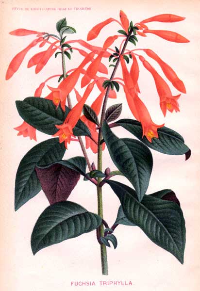 Fuchsia triphylla 1.JPG