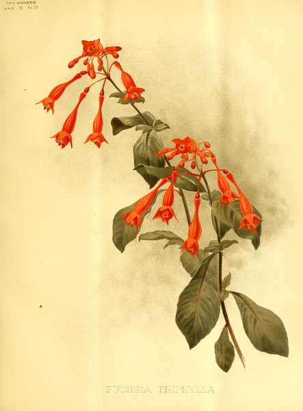 Fuchsia triphylla 2.JPG