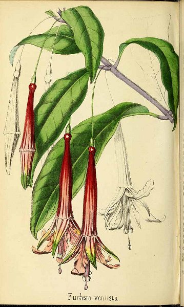 Fuchsia venusta 1.JPG