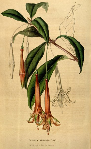 Fuchsia venusta 2.JPG