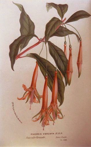 Fuchsia venusta 3.JPG