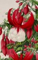 9 - Empereur Des Fuchsias