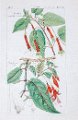 F. radicans - F. cordifolia