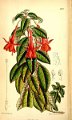 Fuchsia ampliata