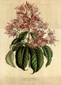 Fuchsia arborescens var. syringaeflora (drawing L. Stroobant)