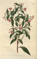 Fuchsia bacillaris (drawing S.A. Drake)