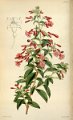 Fuchsia bacillaris (drawing W.H. Fitch)