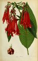 Fuchsia boliviana