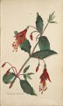 Fuchsia coccinea (drawing H.M. Moriarty)