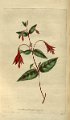 Fuchsia coccinea 4