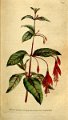 Fuchsia coccinea 7