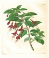 Fuchsia conica