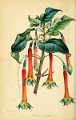 Fuchsia cordifolia (drawing S. Holden)