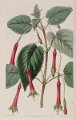 Fuchsia cordifolia (drawing S.A. Drake)