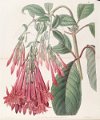 Fuchsia corymbiflora (drawing S.A. Drake)