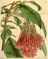 Fuchsia corymbiflora (drawing W.H. Fitch)