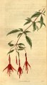 Fuchsia decussata