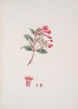 Fuchsia denticulata (drawing J.S. Kerner)