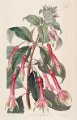 Fuchsia denticulata (drawing S.A. Drake)