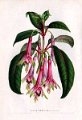 Fuchsia denticulata