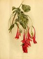 Fuchsia dependens