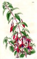 Fuchsia discolor