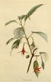 Fuchsia excorticata (drawing G. Cooke)