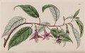 Fuchsia excorticata (drawing M. Hart)