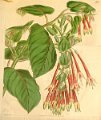 Fuchsia fulgens (drawing Dally)