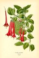 Fuchsia fulgens 3