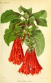 Fuchsia fulgens pumila