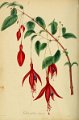 Fuchsia globosa elegans