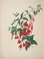 Fuchsia gracilis 2