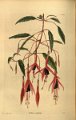 Fuchsia gracilis 3