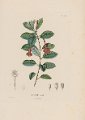 Fuchsia loxensis (drawing P.J.F. Turpin)