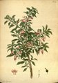 Fuchsia lycioides (drawing H.C. Andrews)