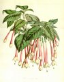 Fuchsia machrantha