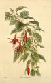 Fuchsia macrostema