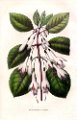 Fuchsia macrostemma var. Ludovici