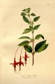 Fuchsia macrostemma