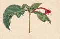 Fuchsia macrostigma (drawing M. Barnas-Pomeroy)