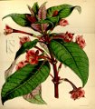 Fuchsia macrostigma