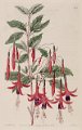 Fuchsia magellanica (drawing M. Hart )