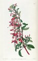 Fuchsia magellanica (drawing S.A. Drake)