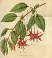 Fuchsia magellanica recurvata