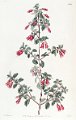 Fuchsia microphylla (drawing M. Hart)